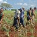 Cuba abre la industria azucarera a la inversión extranjera