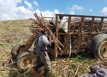 116674918 1234655806926971 830674031373977997 n