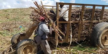 116674918 1234655806926971 830674031373977997 n